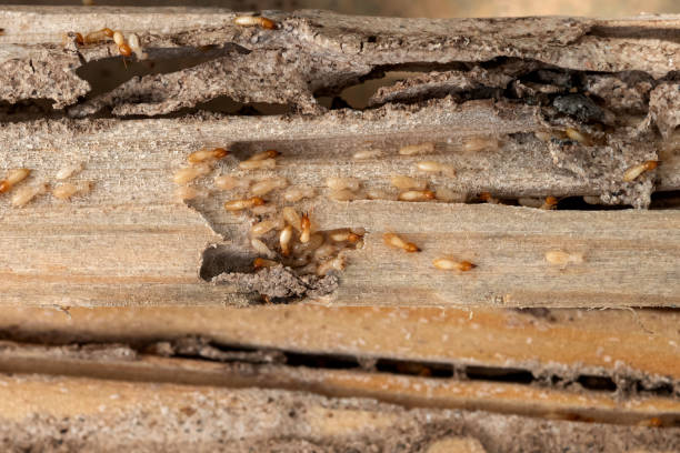 Best Pest Prevention Services  in Payne, OH